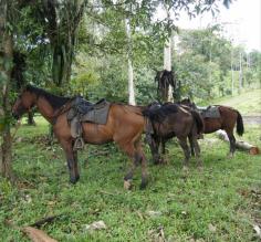Horses ready for riders