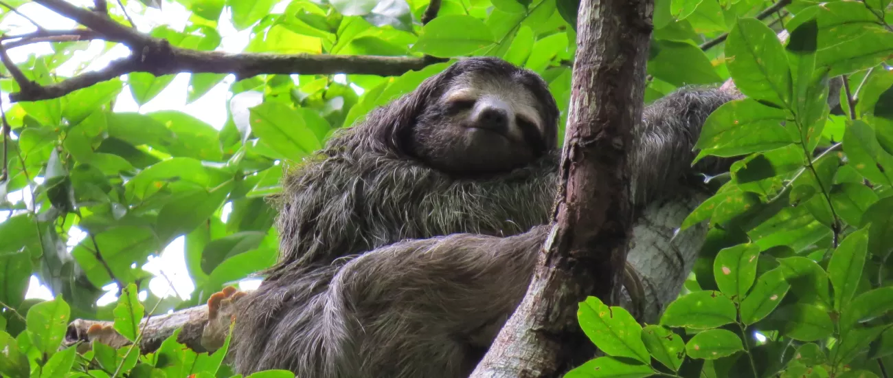 Sloth sanctuary