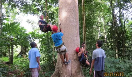 Climbing the Kapok tree