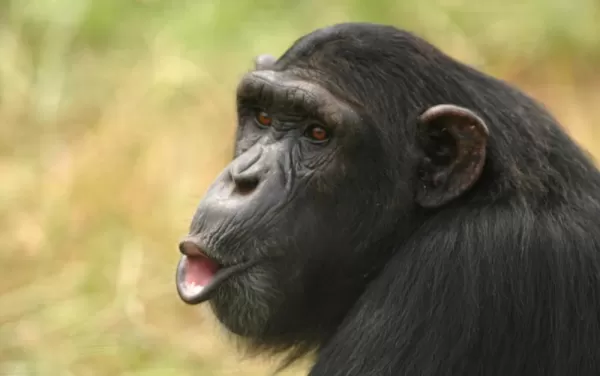 A Chimpanzee presses it's lips together as if it were ready for a kiss