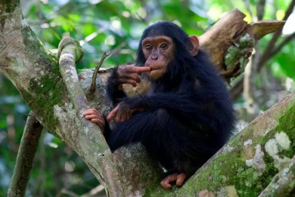 A Chimp hangs out high in a tree