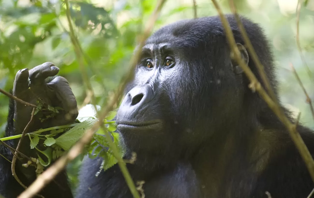 A Gorilla sits quietly in the forest