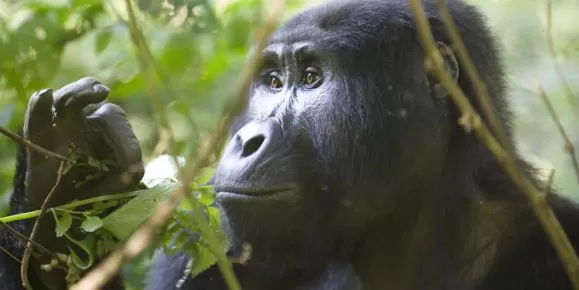 A Gorilla sits quietly in the forest