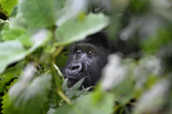 A Gorilla hides in the forest 