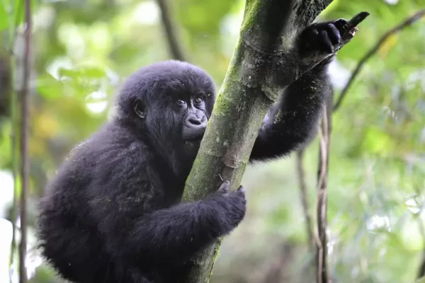 A young Gorilla hugs a tree.
