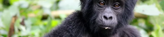 A baby gorilla