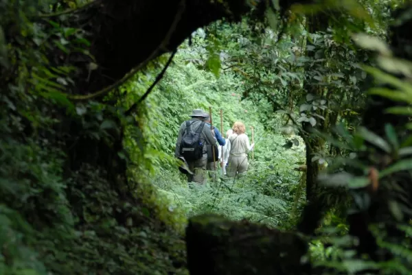 Travelers walk through the thick jungle while gorilla tracking