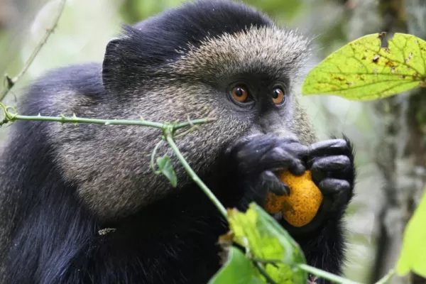 A Golden Monkey feeds on some fruit.