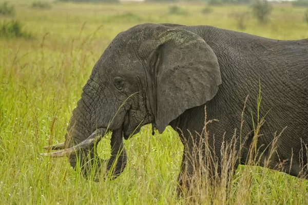 An elephant feeds on the lushous green grass.