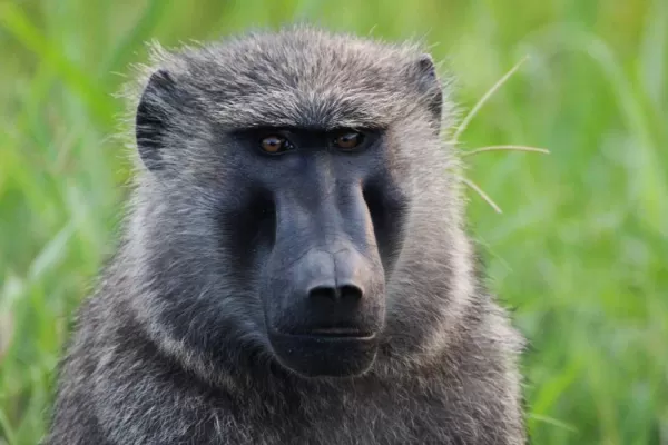 See an abundance of wildlife including baboons.