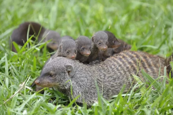 This mongoose is the proud mother of many babies.