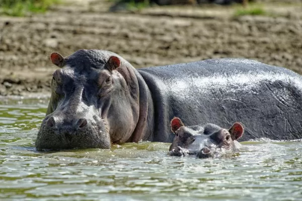 Two hippos make their way through the water.