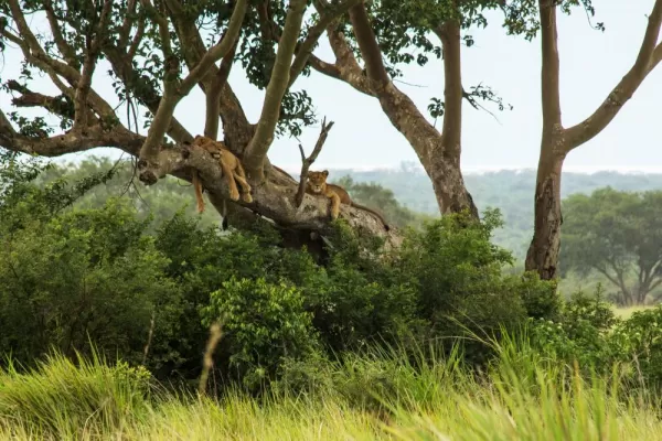 A couple lions relax on the branch of a tree