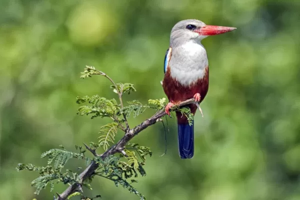 Witness some amazing birds in Africa such as the Grey Headed Kingfisher