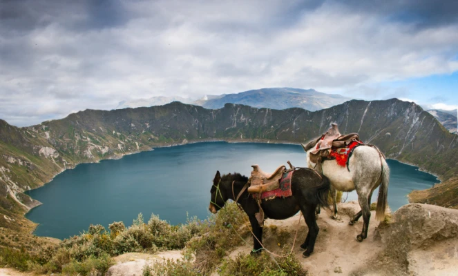Horses in Andes mountains of Ecuador