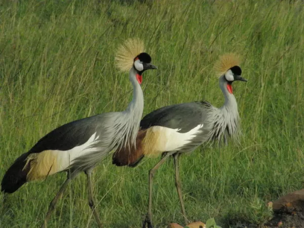 The Crowned Gray Crane. 
