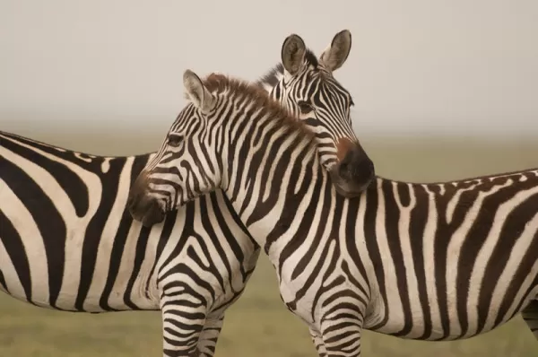 Zebras in Tanzania.
