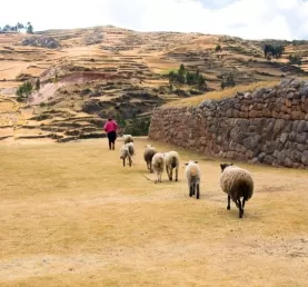 A farmer walks his sheep through the terrace