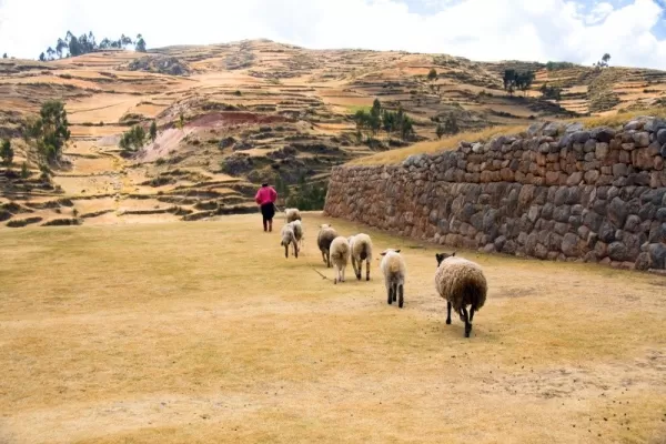 A farmer walks his sheep through the terrace
