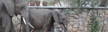 Elephants at Tarangire Lodge