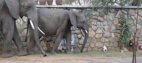 Elephants at Tarangire Lodge