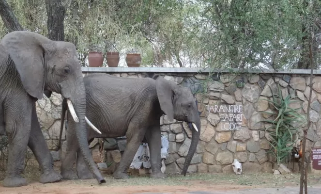 Elephants at Tarangire Lodge