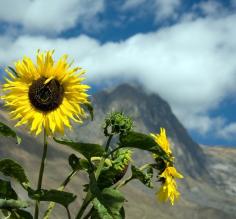 Sunflowers on the hill