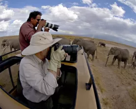 Elephants on Safari!