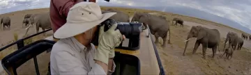 Elephants on Safari!