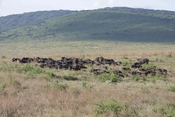 A large group of water buffalo.