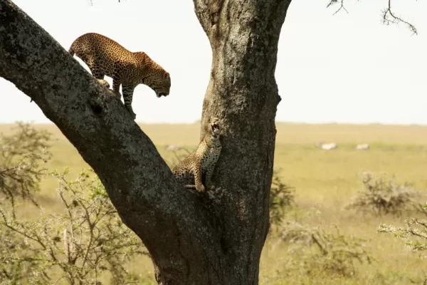 Two cheetahs growl at eachother while up in a tree.