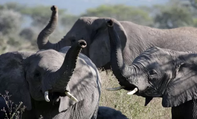 A group of elephants raise their trunks to the sky.