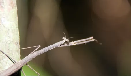 Stick bug