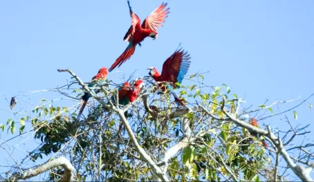 Scarlet Macaws 