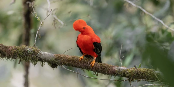 Sighting of the cock-of-the-rock