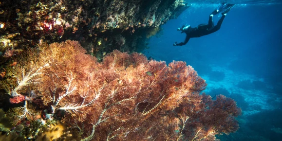 A snorkeler in full gear, exploring the jagged rock overhangs and hidden crevices of the reef