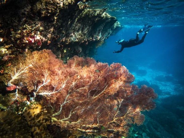 A snorkeler in full gear, exploring the jagged rock overhangs and hidden crevices of the reef
