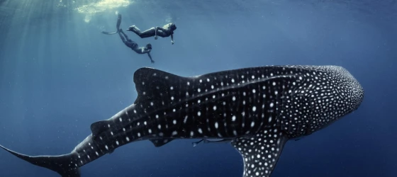 Snorkel in clear blue water above a large whale shark