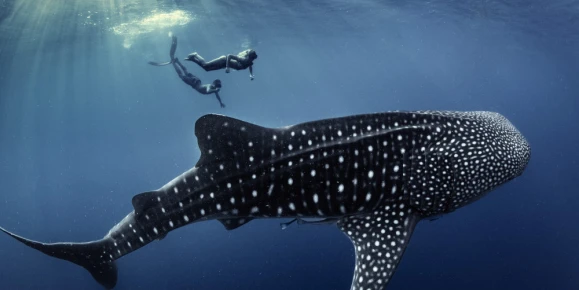 Snorkel in clear blue water above a large whale shark