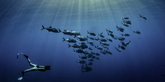 Experience snorkeling with a large school of silver fish
