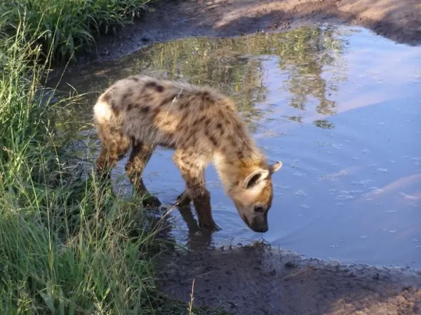 A hyena gets a nice refreshing drink.