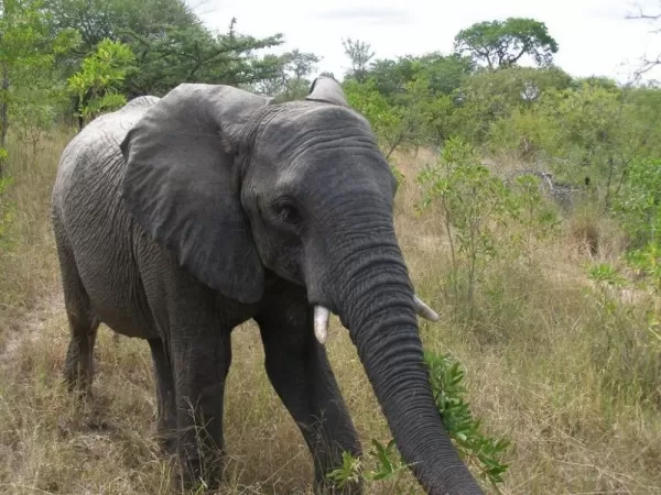 Elephants like to wander the land around the Simbambili Lodge