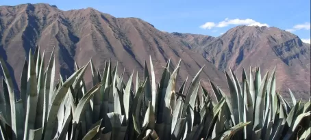 Cacti in the mountains