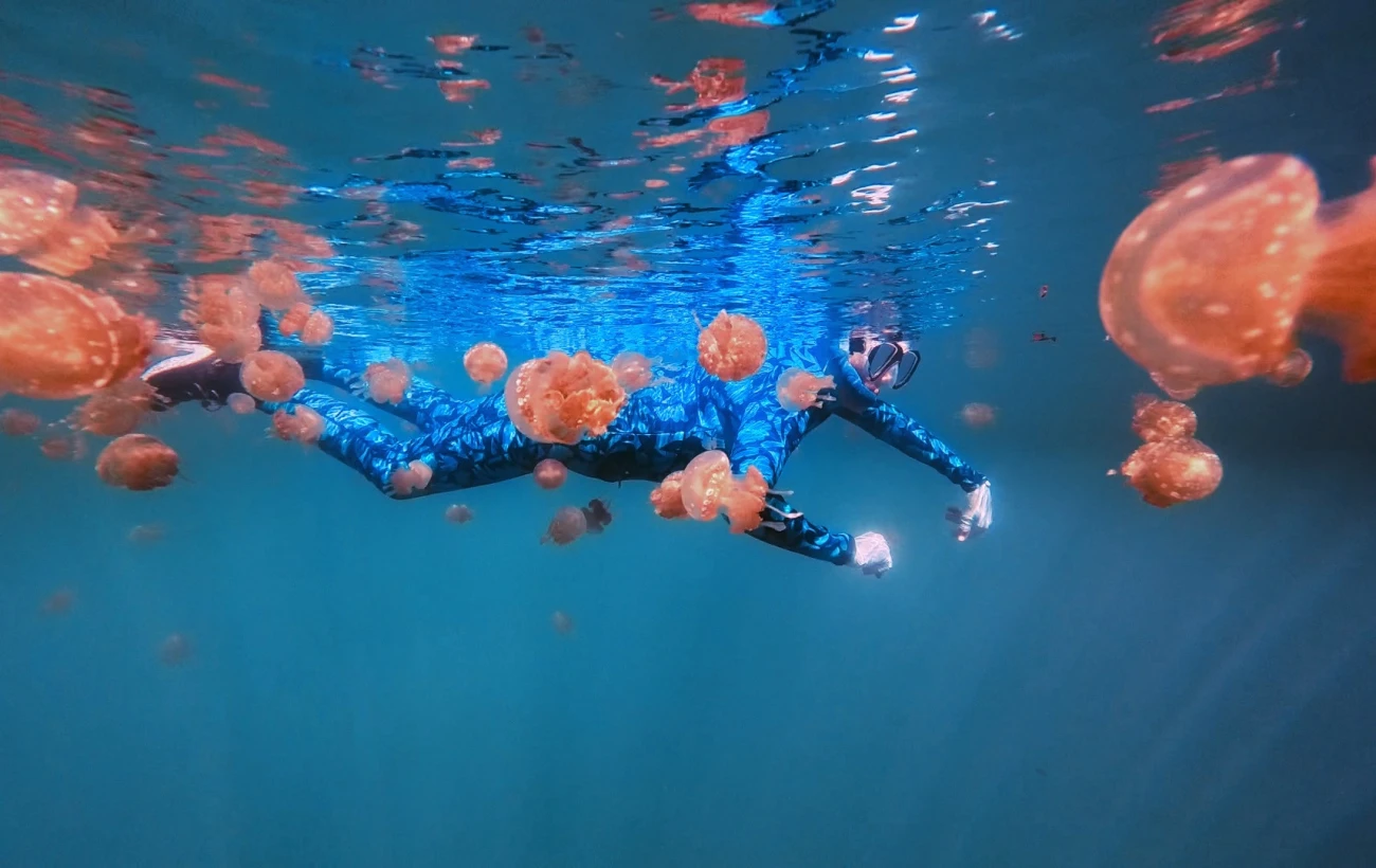 Snorkel among thousands of stingless golden jellyfish in crystal-clear tropical waters at Jellyfish Lake
