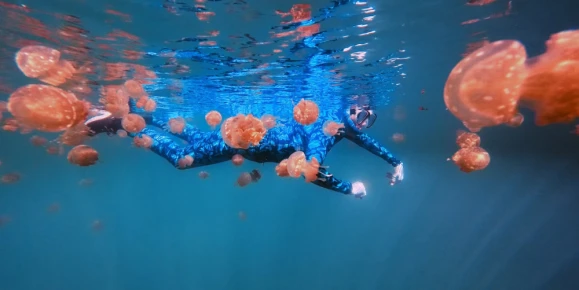 Snorkel among thousands of stingless golden jellyfish in crystal-clear tropical waters at Jellyfish Lake
