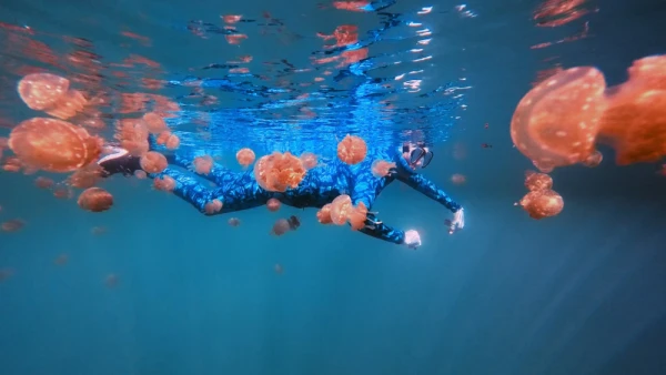 Snorkel among thousands of stingless golden jellyfish in crystal-clear tropical waters at Jellyfish Lake