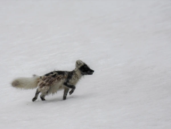 Acrtic Fox running in the white snow.