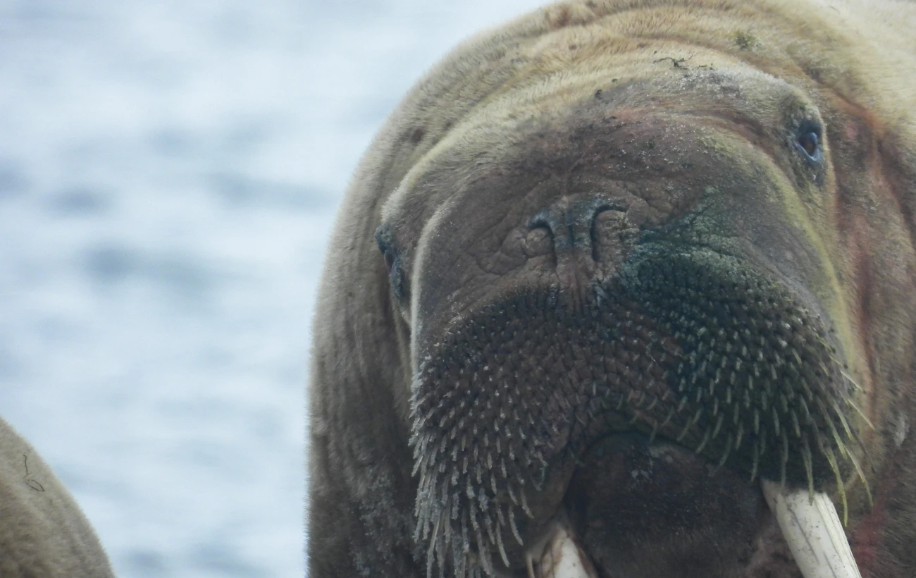 A close-up photo of a walrus.