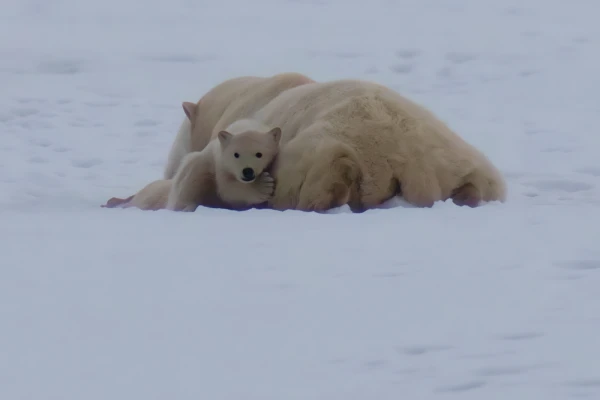 Polar bears in the Arctic