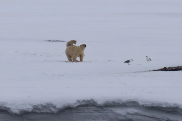 A roaring bear's view from afar